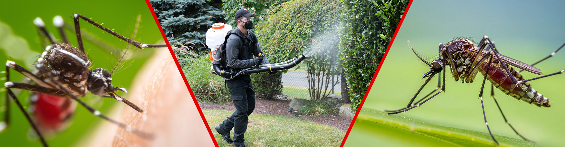 mosquito control viking pest control