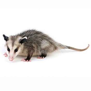 New Jersey Opossum Control