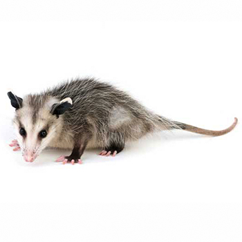 Maryland Opossum Control