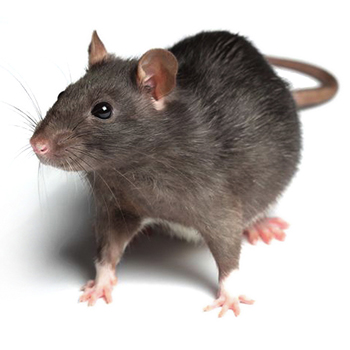 Rats in Delaware
