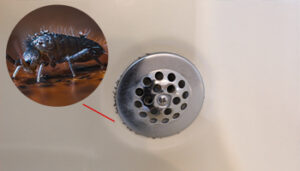 Springtails are very small insect. Call Viking Pest for Springtail Control and Springtail Extermination