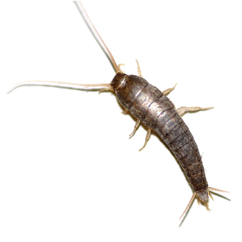 Silverfish in Delaware