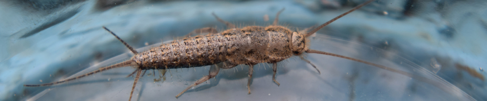 Silverfish Treatment PA NJ MD DE