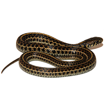 Snakes