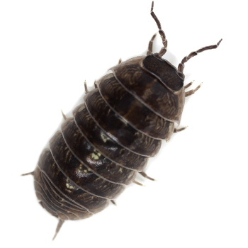 New Jersey Sow Bug Control