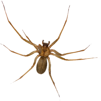 Spiders in Pennsylvania Solutions - Viking Pest Control