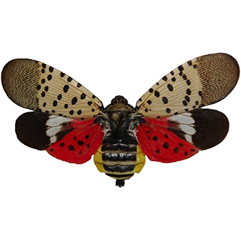 Spotted Lanternflies in Maryland