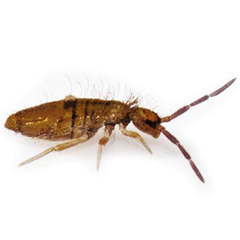Springtails in Maryland