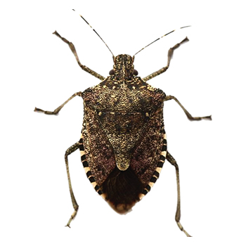 Stink Bugs