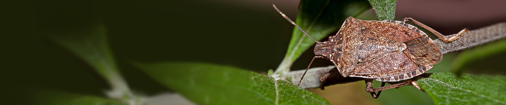 Stink Bug Treatment | Viking Pest Control