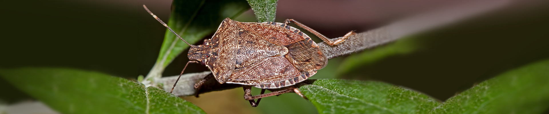 Stink Bug Exterminator and Overwintering Pest Control