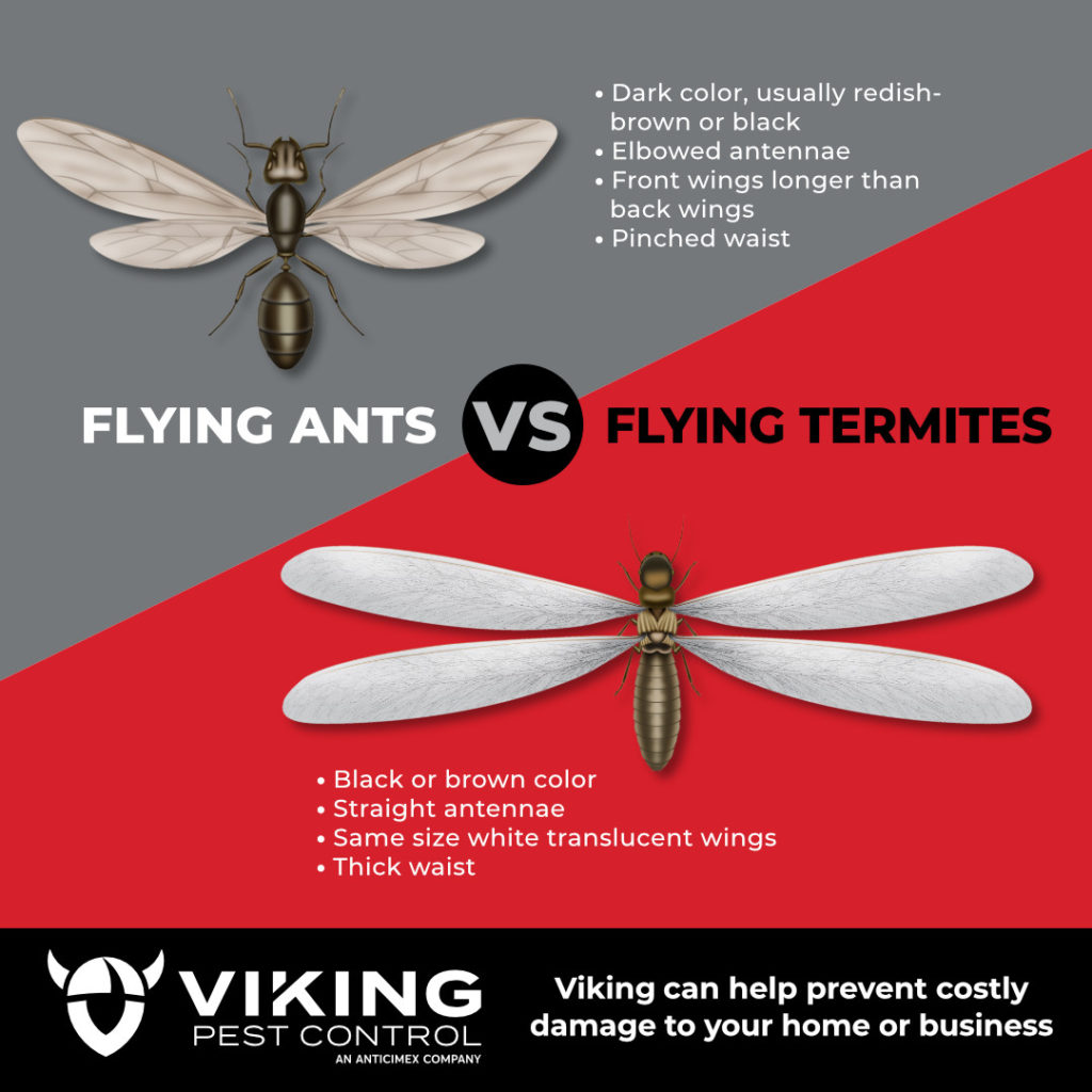 Flying Ants vs Flying Termites