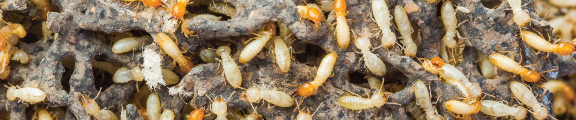 Termite Exterminators NJ MD PA DE