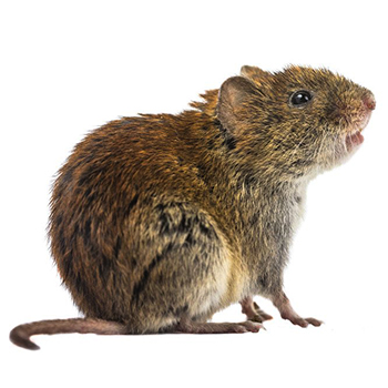 New Jersey Vole Control
