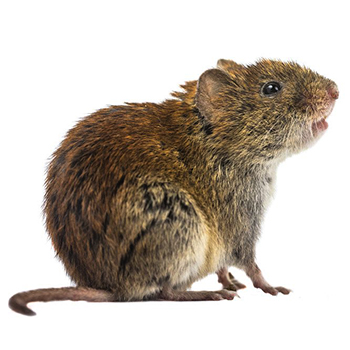 Delaware Vole Control