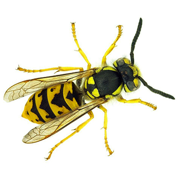 Wasps in Delaware