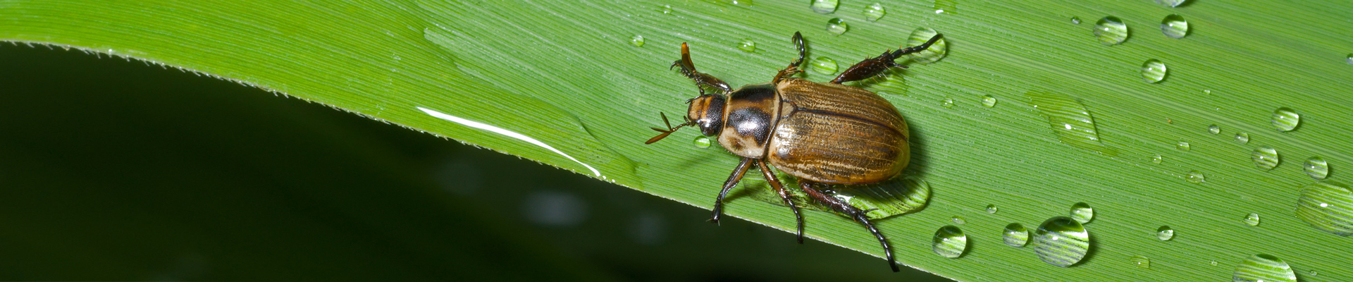 Water Bug Exterminator | Viking Pest Control