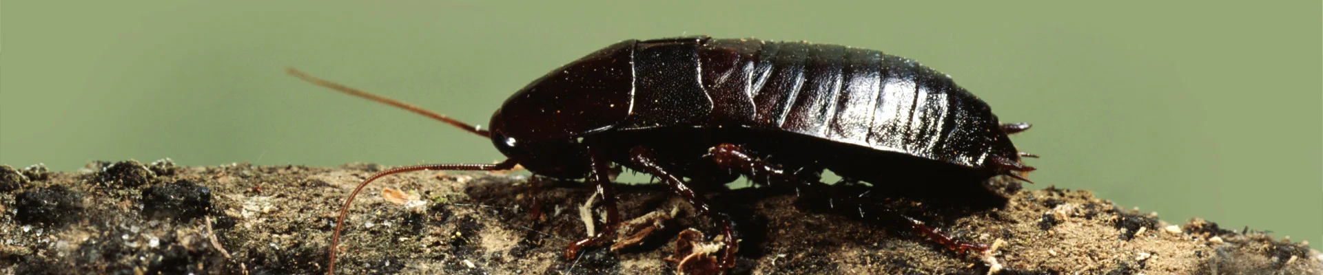 Water Bug Pest Control and Exterminator