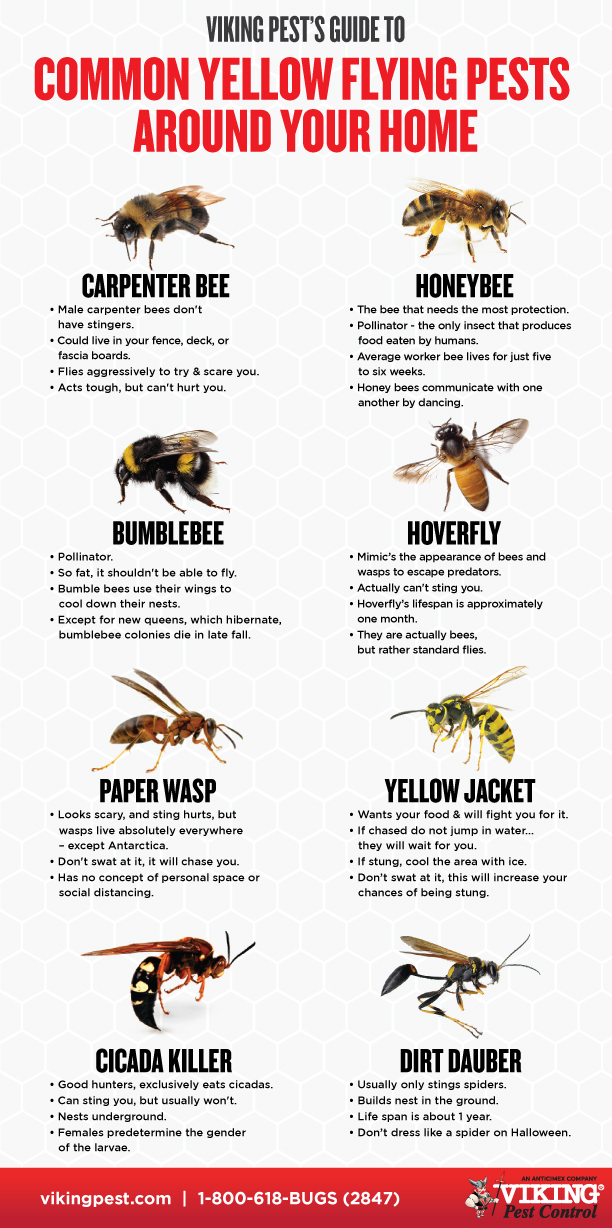 Wasp Exterminator Viking Pest Control NJ, PA, MD, DE
