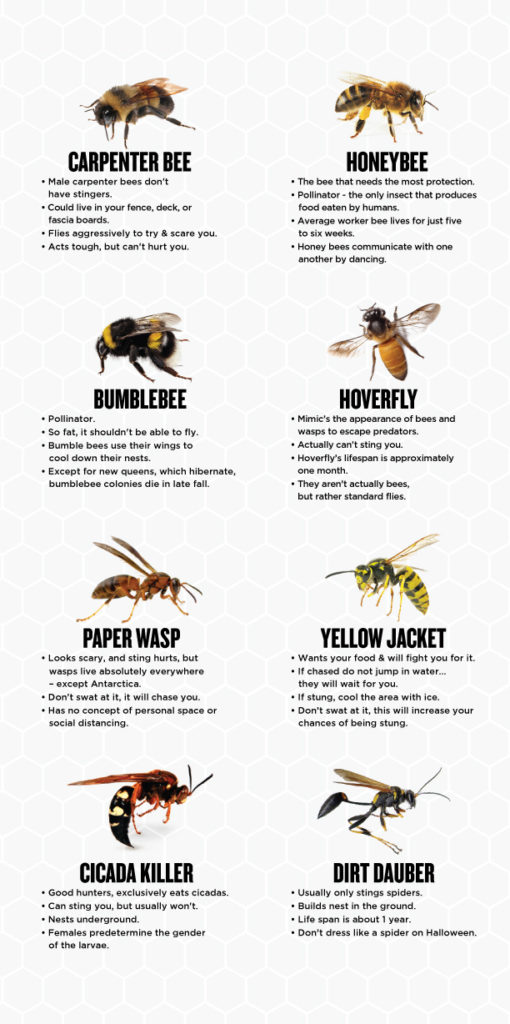 Wasp Pest Control Services Viking Pest Control
