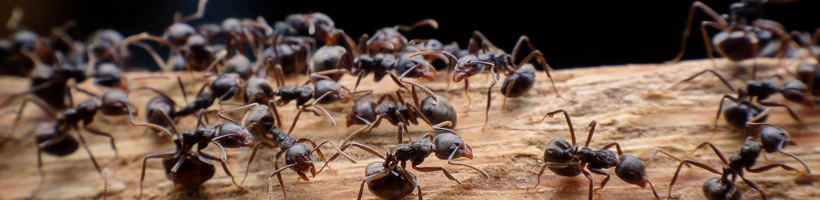 signs of carpenter ants in house