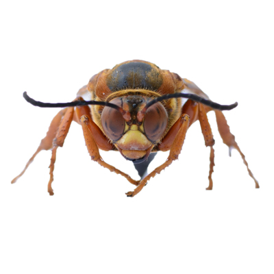 Pennsylvania Cicada Killer Control