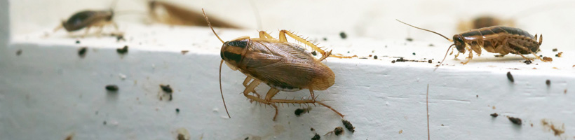 Cockroach Control and Exterminator in NJ
