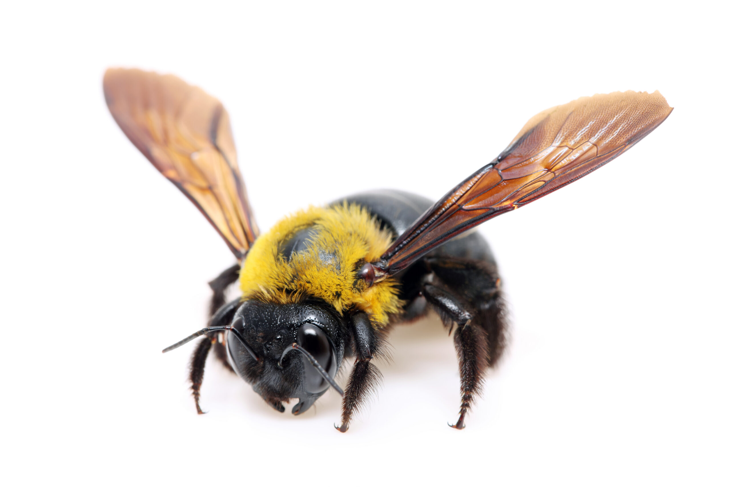 carpenter bee exterminator