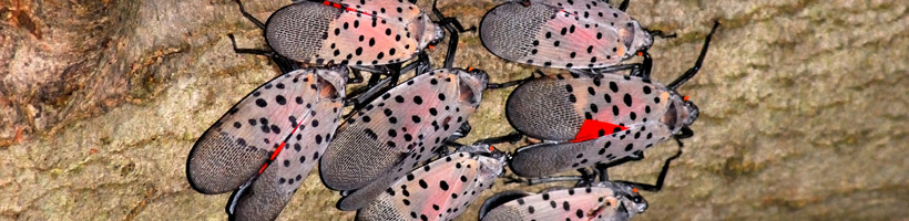 group-of-spotted-lanternflies-in-pa