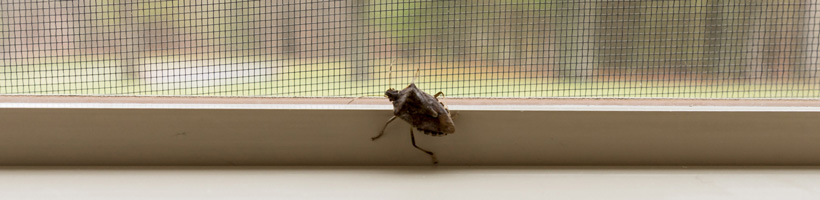 stink-bug-on-window