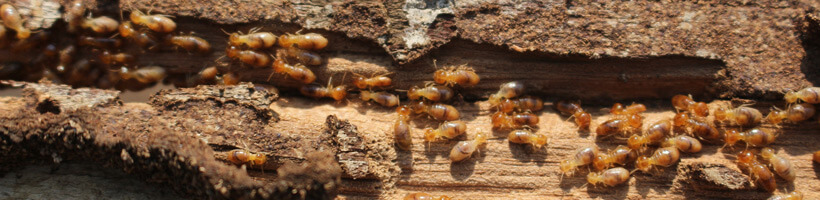 termite treatments