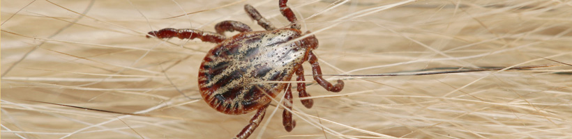 Tick Treatment for Yard