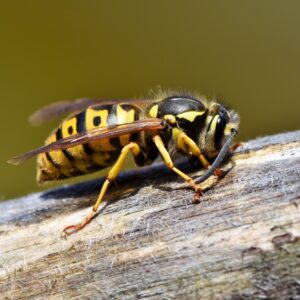 wasp exterminator near me