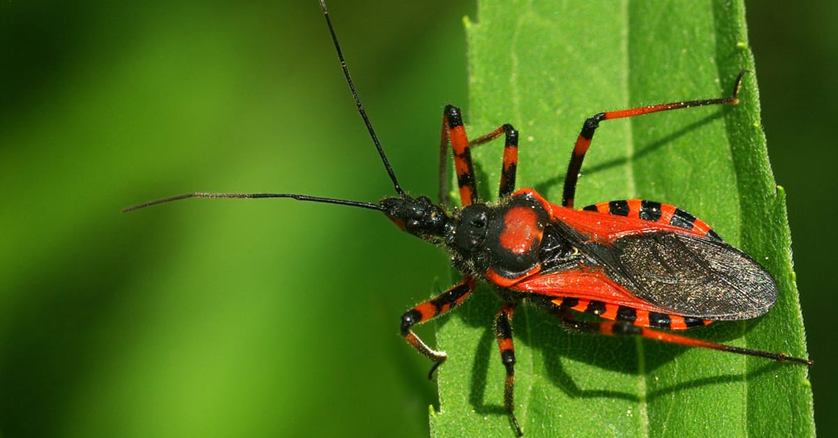 Kissing Bug: Dangerous Pests