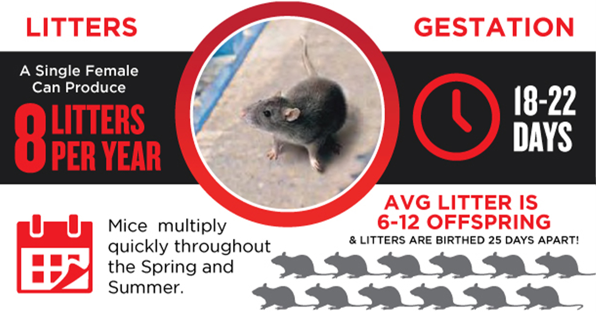 The Importance of Pest Management on Closed or Vacant Properties