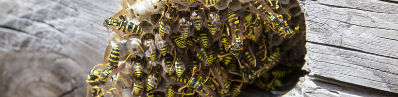 Wasps Exterminator | Viking Pest Control
