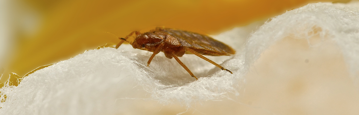 What you Need to Know About Bed Bugs During Covid-19