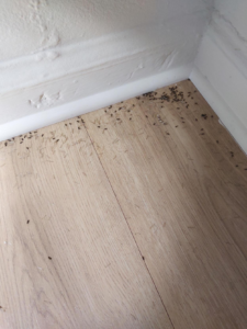 Discarded Termite Swarmer Wings are a sign of a termite infestation