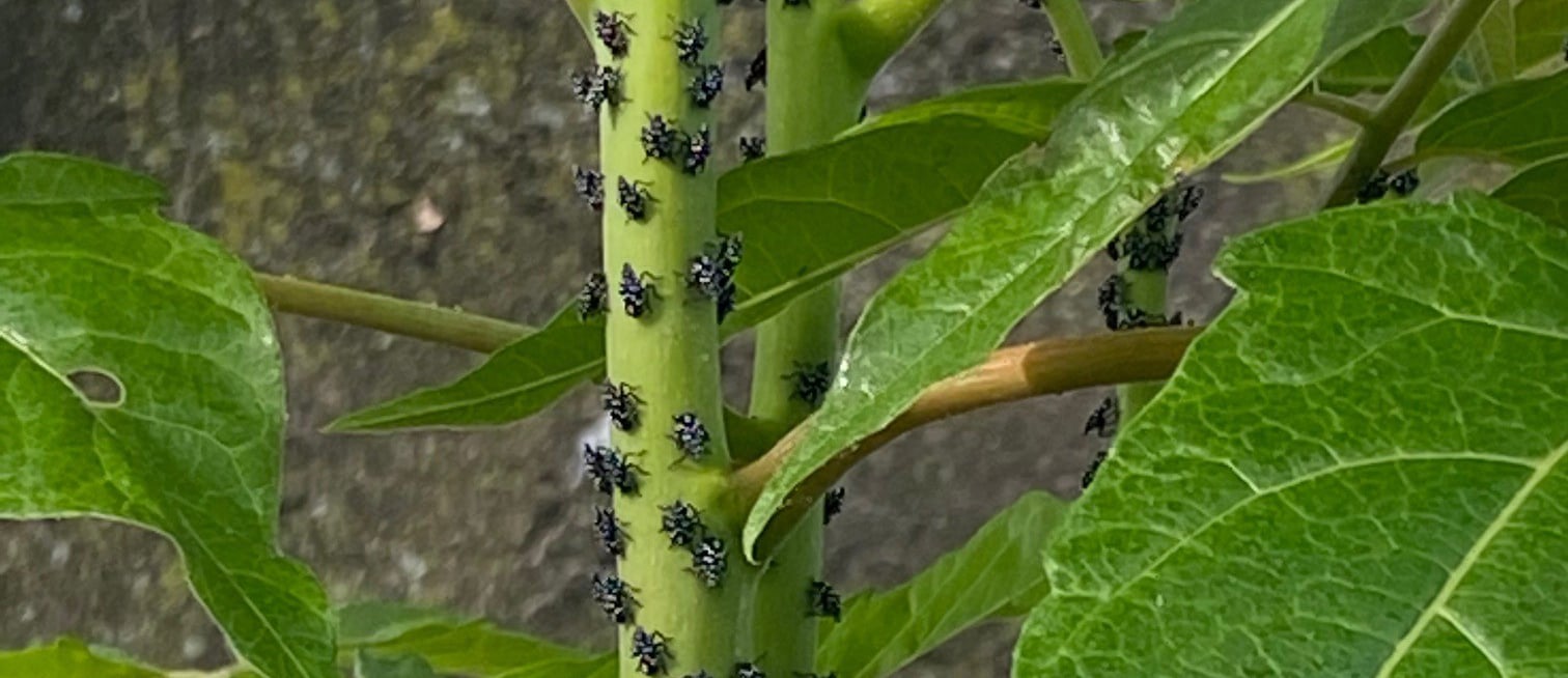 How to Get Rid of Spotted Lanternflies