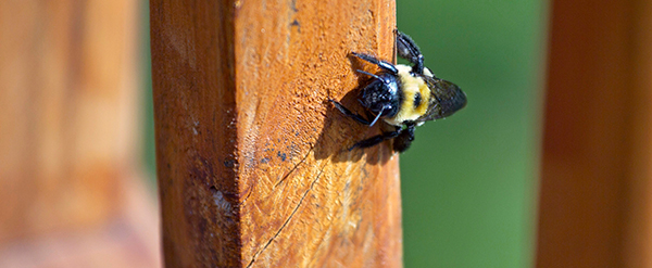 How to Keep Your Home Protected From Carpenter Bees