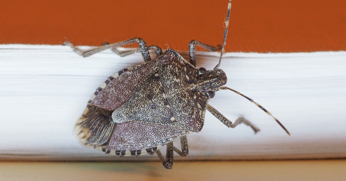 How to Get Rid of Stink Bugs