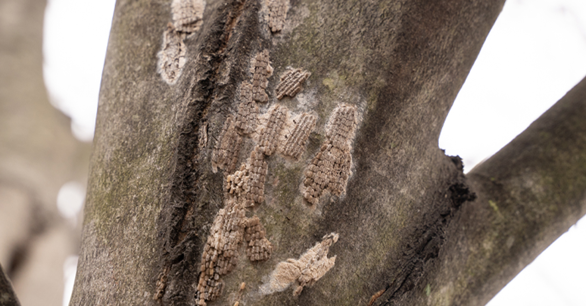 How to Identify and Remove Spotted Lanternfly Eggs