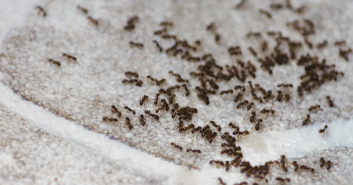 Why Am I Finding Ants in the Winter?