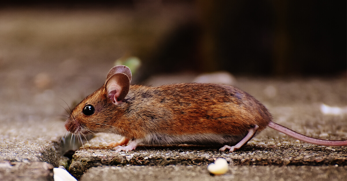 The Complete Guide to Keeping Mice Out of Your Home