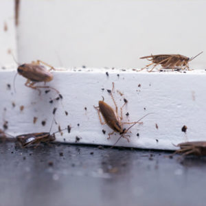Viking Pest Control - Commercial Cockroach Control