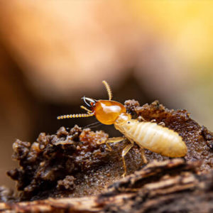 Termite Image - Commercial Termite Control