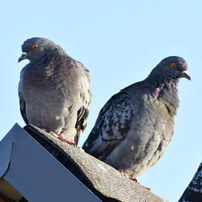 Easy ways to keep birds away