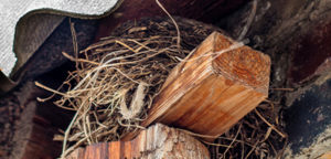 Bird Nest - Commercial and Residential Bird Control