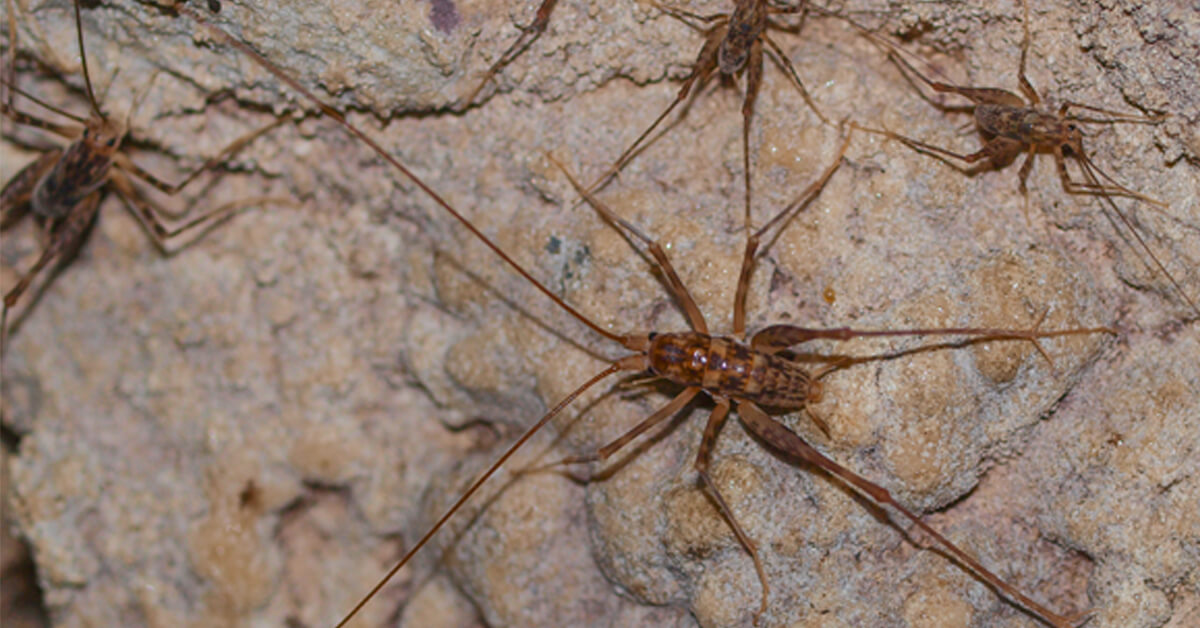 Why Are Crickets in My Basement? Understanding House Crickets and Cave Crickets