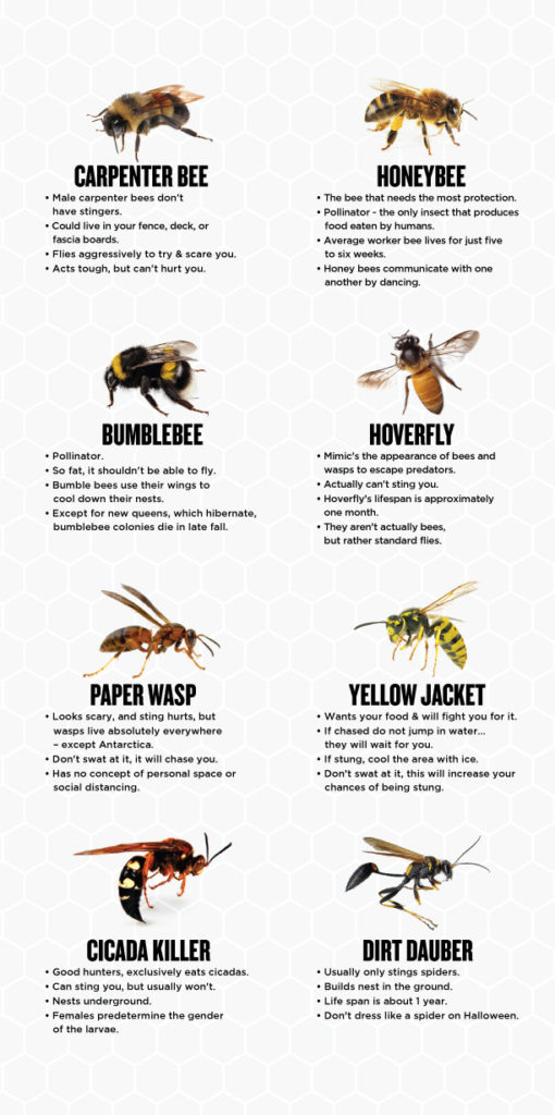 how-to-identify-a-wasp